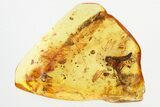 Fossil Leafhopper, Fungus Gnats, Dance Fly & Springtail In Amber #325465-1